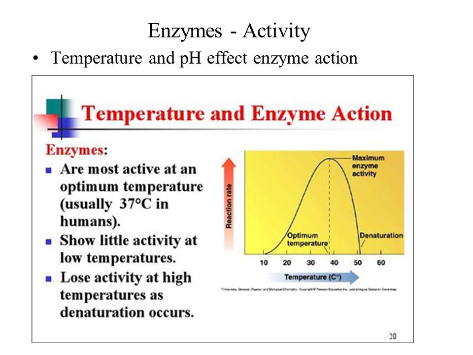 The Effects of Temperature, pH and Enzyme Concentration on Amylase